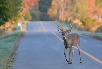 How to prevent collisions with animals – and what to do when it’s too late